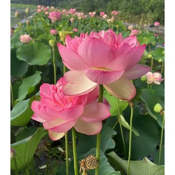 🪷【彩色荷花種子】新手水景盆栽入門/多色可選(白/黃/粉/紅/紫) 高發芽率/碗蓮易種 開花驚艷