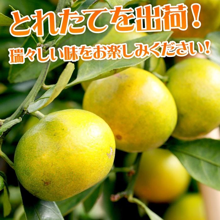 静岡県産 極早生みかん 5kg エレ・ミカン 極早生 日南 ミカン 蜜柑 温州みかん ビタミンC 産地直送 送料無料