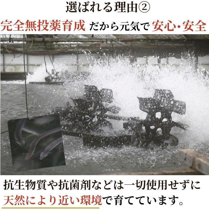 高知県産 うなぎ 蒲焼き 国産 3尾 完全無投薬 仁淀川 誕生日 ギフト 贈答