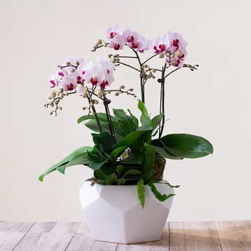 第一名蝴蝶蘭 | 2株