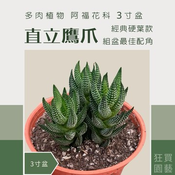 [狂買園藝] 多肉植物 直立鷹爪🦅 3寸盆 /仙人掌/小品盆栽/多肉組盆/送禮小物