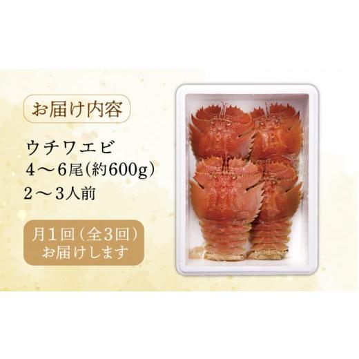 ふるさと納税 長崎県 平戸市 漁師直送！ 活き！ 平戸の「うちわえび」 計1.8kg（600g×3回） 平…