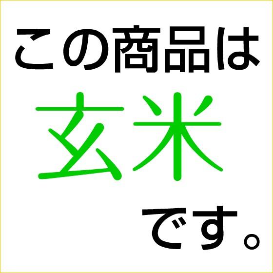 米 お米 玄米 10kg コシヒカリ 富山県産 令和5年産 石抜き処理済み 送料無料