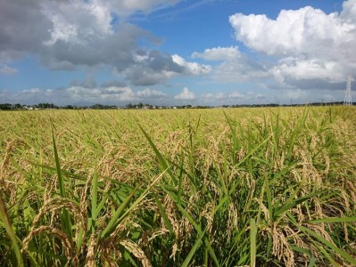 令和5年茨城県産コシヒカリ10kg