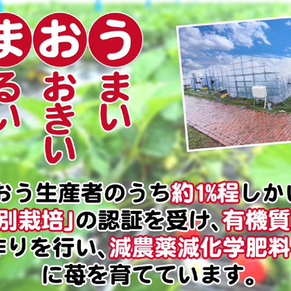 いちご 2023年12月より発送 特選あまおう 800g※配送不可：離島