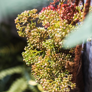 掬涵 薇宿果仿真植物果實漿果 花果樹枝 美式中式裝飾花藝擺件