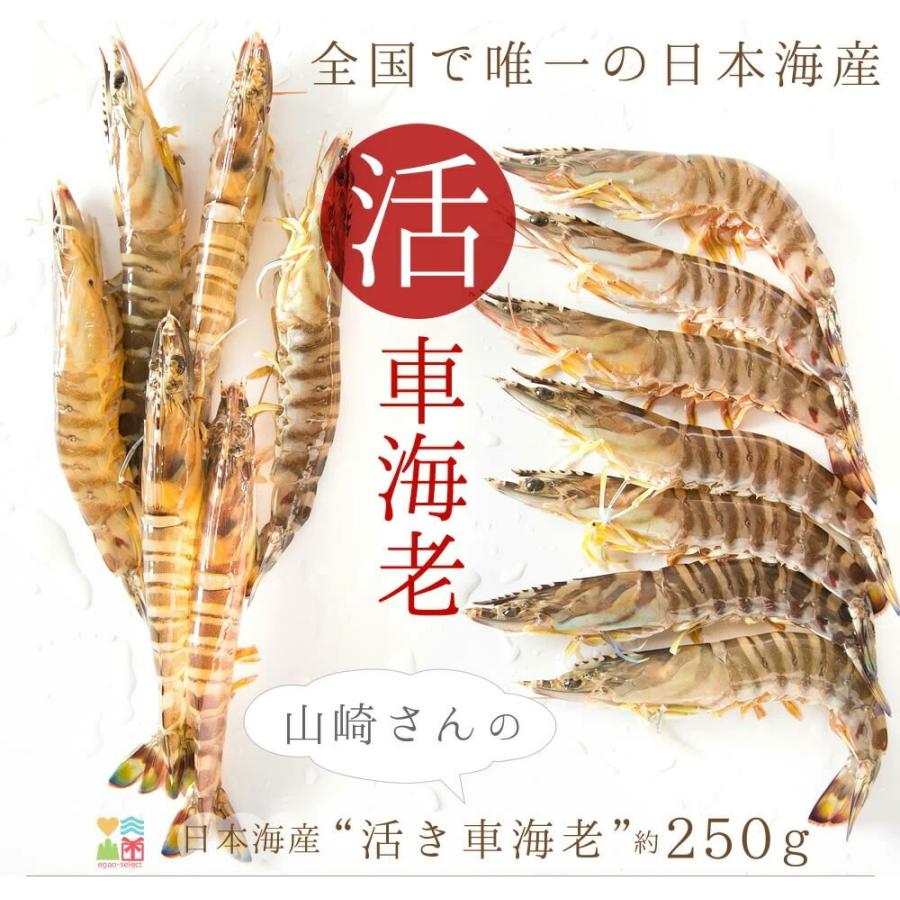 車海老 活き車エビ 約250g 約7〜12尾入 送料無料 えび 刺身 車エビ 活車海老 活きエビ お歳暮 ギフト