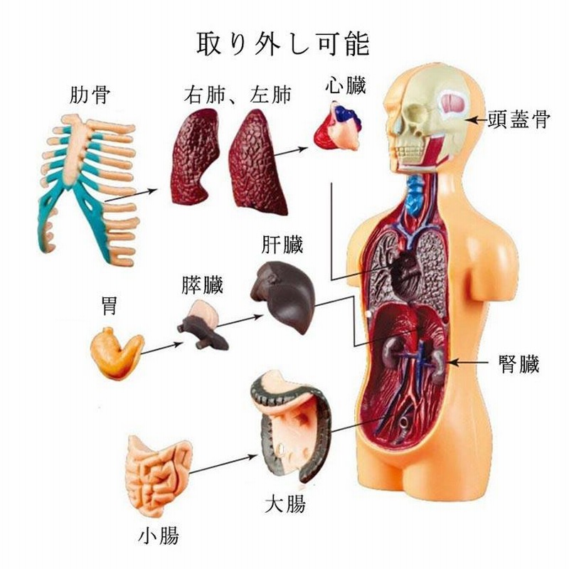 内臓模型 組み立て 11ピース パーツ取り外し可 筋肉 お腹の