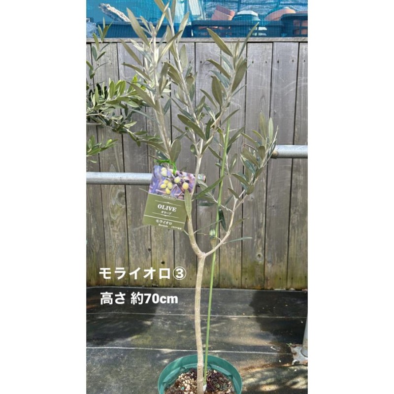 オリーブの木 モライオロ / 694 【公式通販】