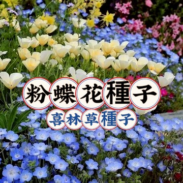 現貨 喜林草種子（250粒）粉蝶花種子 藍雪花種子 盆栽花卉 藍斑星點 四季播種 開花不斷 一片花海 陽台小院 室內盆栽