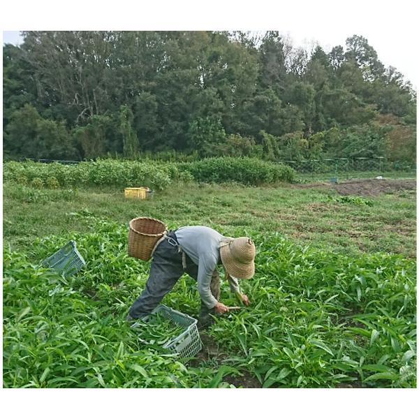 自然栽培 野菜セット（10〜11種類）★季節の旬のお野菜詰め合わせ★無肥料・無農薬の、究極の自然栽培農法の野菜たちをお届けします♪