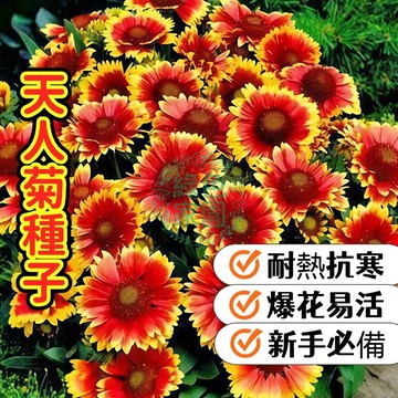 台灣-24H-發貨【天人菊種子】耐熱耐旱 四季開花 臺灣本土適種 金黃橘紅混色 爆花易活 綠化陽台庭院 新手必備