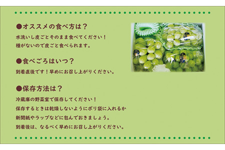 岡山県産シャインマスカット「晴王」　特選　大房　化粧箱入　1房（約700g）（令和６年8月中旬以降発送）