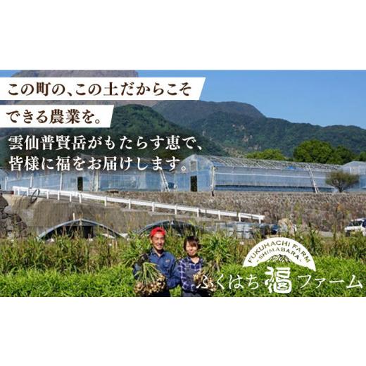 ふるさと納税 長崎県 南島原市 先行予約！新生姜 約4kg ／ ショウガ しょうが 生姜 ／ 南島原市 ／ ふくはちファーム／福島農園 [SBS018]