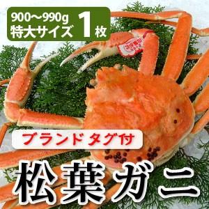 松葉がに（松葉ガニ）900g以上（特大サイズ）×1枚 日本海産 未冷凍 お歳暮ギフト 送料無料（北海道・沖縄を除く）