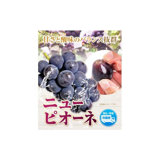 ふるさと納税 岡山県 浅口市 ニューピオーネ 2房 1kg ウィズフラワーホールディングス《9月上旬-10月中旬頃出荷》岡山県 浅口市 ぶどう ピ…