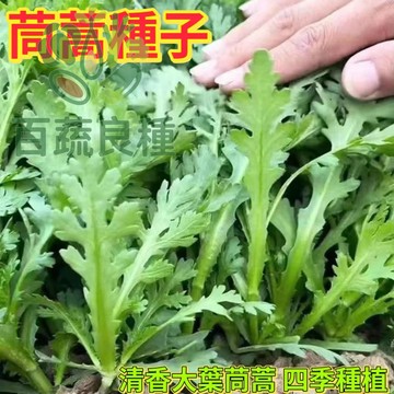 茼蒿種子 打某菜 春菊 山茼蒿 火鍋菜 冬季葉菜 台灣家常蔬菜 快收成 耐寒好種 四季可播 盆栽陽台種植 有機蔬菜種子