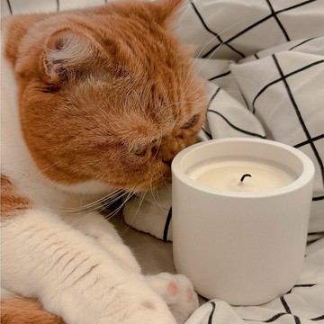 【Sakido】馬油精萃香氛蠟燭 0618 呼嚕呼嚕 汪喵皆可 清新草本