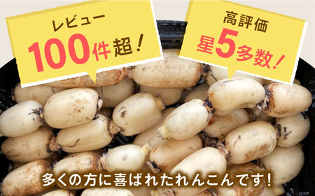 リピーター続々！白石町のれんこん！洗いれんこん約2kg（8～15袋入り）  新鮮なれんこんを産地直送！ シャキシャキ・ホクホクの甘いれんこん 蓮根 レンコン  [ICE001]