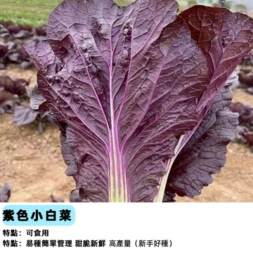 【48h出貨】 紫微星青菜種子紫色小白菜種子~稀有紫色綠梗菜~農家蔬菜種子#vegetable