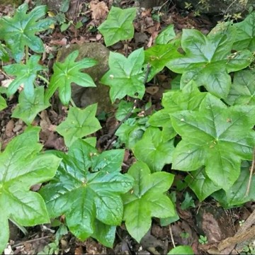 苔鑽🍀八角蓮 八角盤 獨腳蓮 葉子大小約5-40公分左右/雨林植物/草本植物/觀葉植物/微景觀/盆栽/辦公室小品