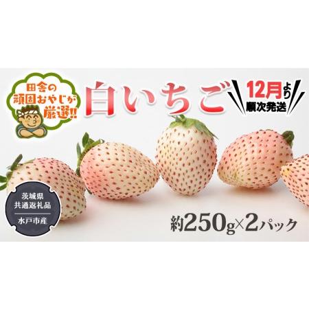 ふるさと納税 白いちご約250ｇ×2パック（茨城県共通返礼品：水戸市産）田舎の頑固おやじが厳選！ 茨城.. 茨城県つくばみらい市