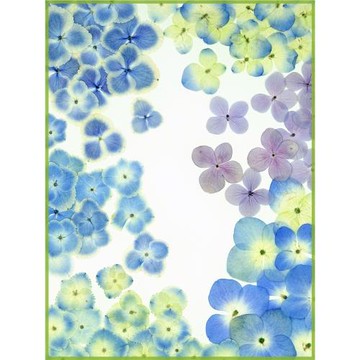 蘭花西房 天藍色繡球干花花瓣妝壓花植物標本書簽押花畫相框