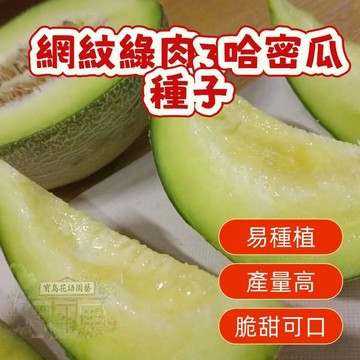 🔥熱銷 網紋綠肉3哈密瓜種子 香瓜種子 營養豐富 超甜 多款哈密瓜種子   四季種植水果種子 香甜濃郁 超實惠價🍈