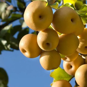 【RealShop 真食材本舖】寶島甘露梨5-7顆裝 約5kg±10% 禮盒(送禮 水果禮盒)