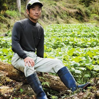 ふるさと納税 津和野町 島根わさび(生)180g(2〜4本)