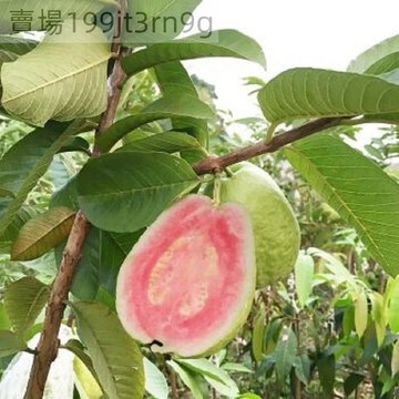 現貨🐸【芭樂種子】（250粒）🐸8款芭樂種子 番石榴種子 紅心芭樂 白心芭樂 西瓜芭樂種子 四季家庭庭院陽台盆栽種植種籽