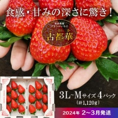 高級いちご「古都華」3L～Mサイズ4パック　奈良県生駒市産　農家直送