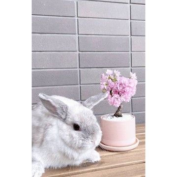 台灣當天發貨 日本櫻花種子 觀賞花卉  超低價 四季開花 林木花卉種子室內外桌面觀花盆栽 種子 濃香