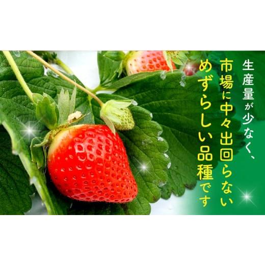 ふるさと納税 宮崎県 宮崎市 期間・数量限定 宮崎県産 イチゴ 「おおきみ」 1パック (360g以上:12粒〜15粒程度)_M260-001