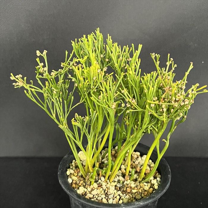 現品販売】松葉蘭 太平楽 3.5号鉢 マツバラン 古典植物 山野草