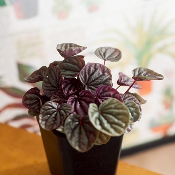 皺葉椒草 | 耐陰植栽 | 居家佈置 | 辦公室盆栽