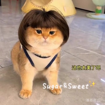 ✨可開發票#波波頭髮套寵物貓狗狗髮型頭飾坤坤衕款可愛搞笑搞怪COS造型道具#免運