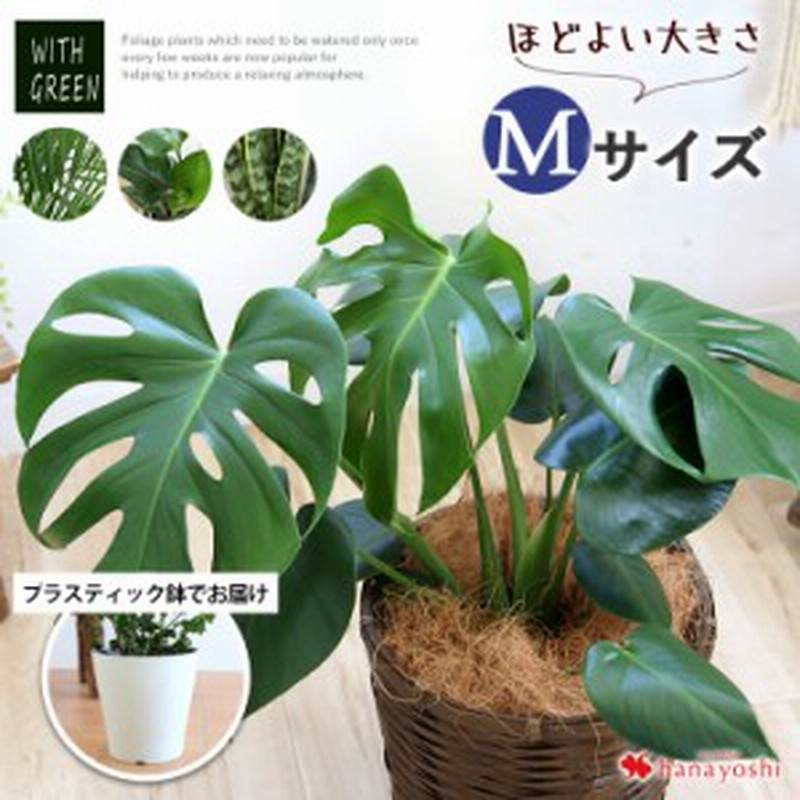 選べる観葉植物 Mサイズ プラスチック鉢でお届け モンステラ ストレリチア サンスベリア アレカヤシ 育てやすい インテリアグリーン 通販 Lineポイント最大1 0 Get Lineショッピング