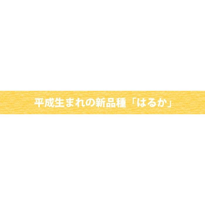 みかん はるか 送料無料 熊本県産 5kg ミカン 蜜柑