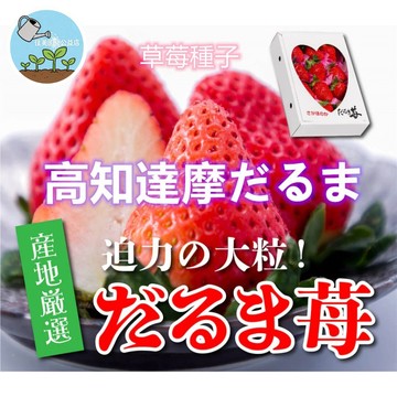 【日本種源殿堂級】全日系高知達摩草莓種子 日本四國原裝約100粒 高糖度高香氣 盆栽珍稀品種 挑戰栽培樂趣 附專業攻略指