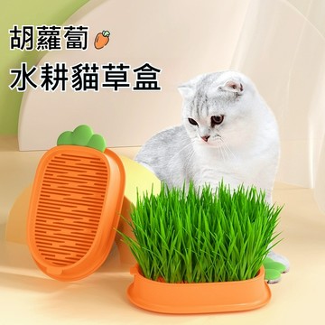 胡蘿蔔貓草盒 小麥種子 小麥草盆栽 貓咪清腸胃 水耕盆栽 無土水耕 貓咪零食 貓草盆栽 RY1