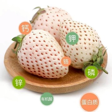 【台灣現貨】奶油白草莓種子｜稀有淡黃果實 蜜桃香氣｜陽台盆栽庭院可種 香甜可口 新手易種 #水果種籽