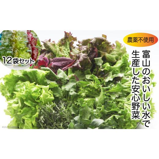 ふるさと納税 富山県 舟橋村 富山のおいしい水で生産した安心野菜（12袋）[北陸機材 富山県 舟橋村 57050150] 野菜 野菜セット フラワーリーフ フリルレタス …