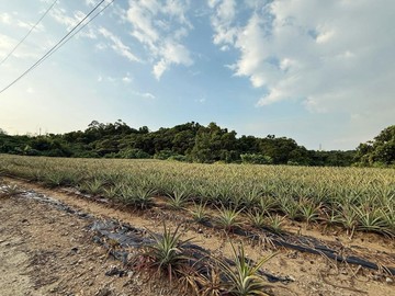 鳥松大丘園段#優美便宜農地｜高雄市鳥松區大丘園段