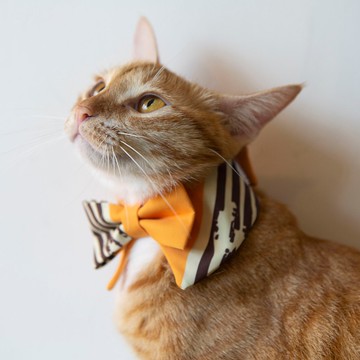 大草原 毛孩項圈 領結造型黃白色圍脖 不同尺寸貓狗可用 可印名