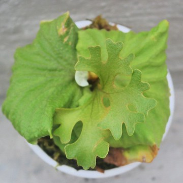 【荳荳多肉】【圓葉侏儒亞猴】喬遷│送禮│升遷│多肉植物
