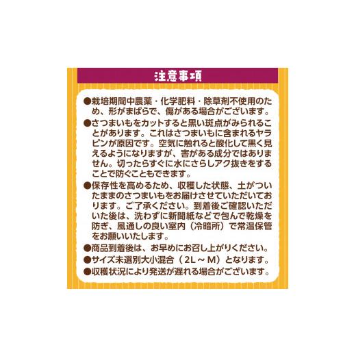 ふるさと納税 福岡県 篠栗町 YX003 （土付き）福岡篠栗町産の熟成紅白さつまいも「紅はるか」５kg「くりこがね」５kgセット