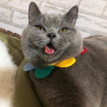 EllaWangDesign Flower petals collar 彩虹 彩色 花瓣 頸圈