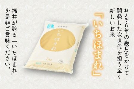  定期便 ≪12ヶ月連続お届け≫ 福井県のブランド米 いちほまれ 無洗米 5kg × 12回 計60kg [K-6153]