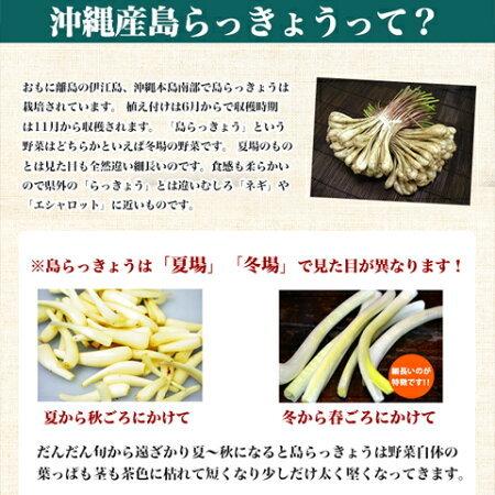 島らっきょう 塩漬け 塩らっきょう 島唐辛子味 250g 沖縄 グルメ お取り寄せ